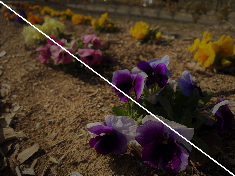 対角線上に並んだ花の写真